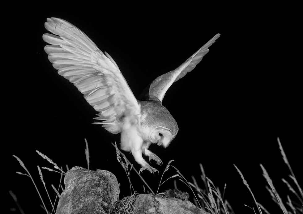 Annual Exhibition 2020 - The Smith-Dodsworth Trophy (Best Monochrome Print) - "Night Time Hunter" by David Beadle