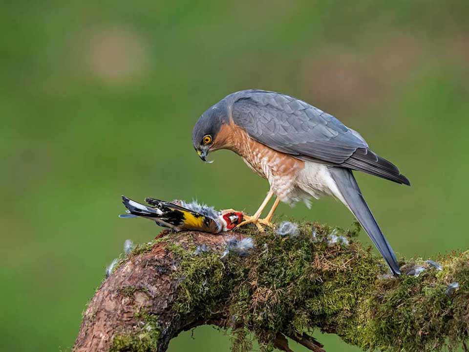 10-jrw-sparrowhawk-on-goldfinch