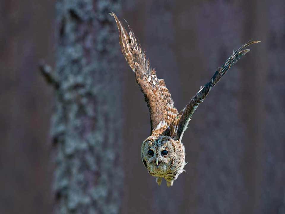 12-jrw-tawny-owl-in-flight
