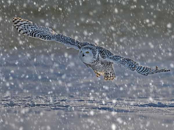 2202-ncpfchamps-Snowy-Owl-Hunting-jrw