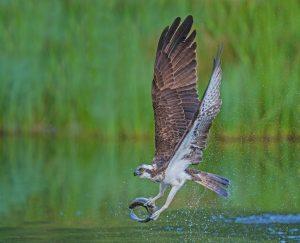 2nd place Action (PDI) - Osprey Fishing by Miles Langthorne