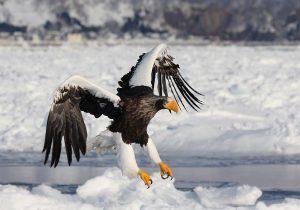 3rd place Natural History (PDI) - Steller's Sea Eagle by Pat Kearton