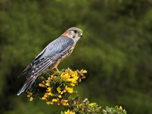 2nd place Natural History (PDI) - Merlin On Gorse by John Webster