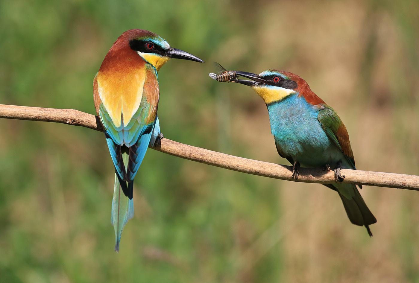 The Yeoman Cup Natural History (PDI) - European Bee-eaters taking food offering by Pat Kearton