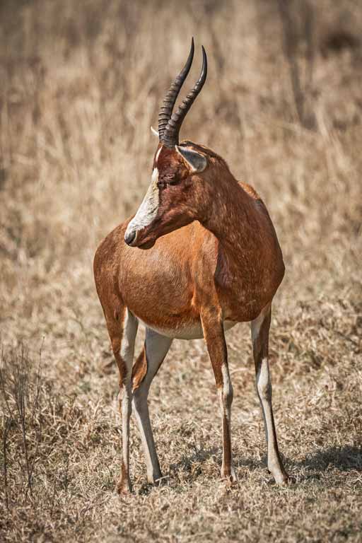 Alert-Antelope by Dave Coates