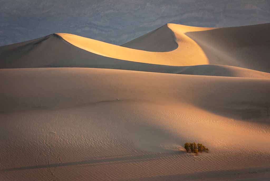 Dawn-Light-on-the-Dunes by Sheila Coates