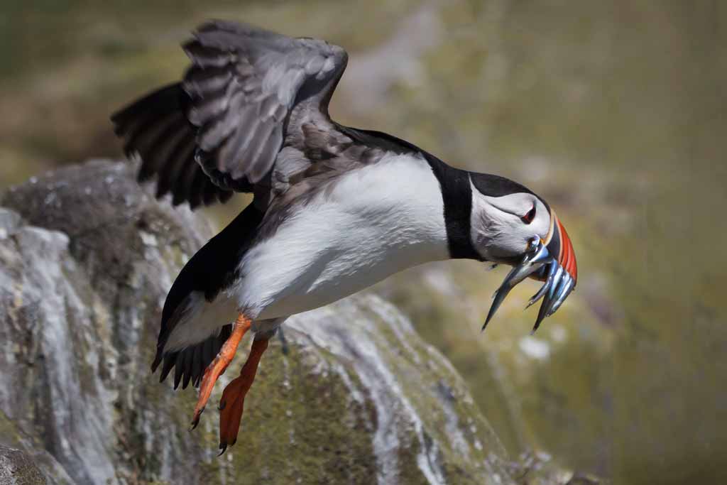 Eric-Hall-Puffin-lift-off