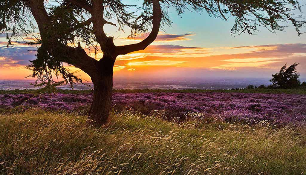 Eric-Hall-Sunset-on-Easby-Moor