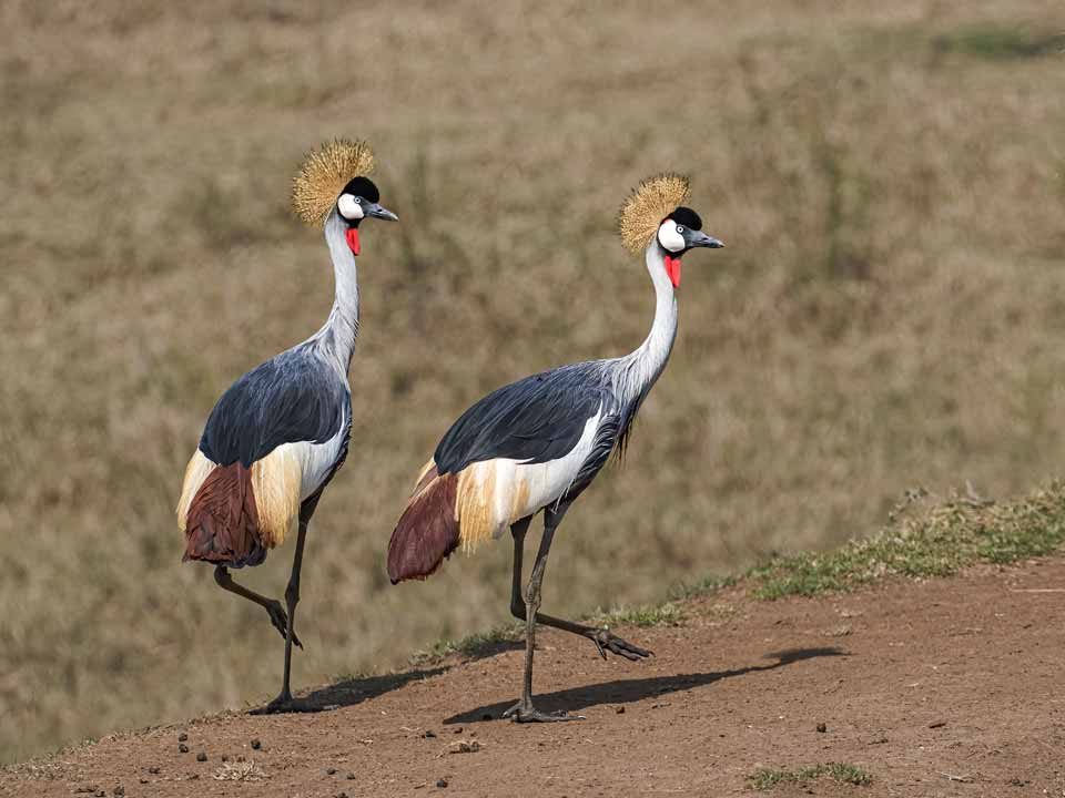 Grey-Crowned-Cranes-in-Step by Dave Coates