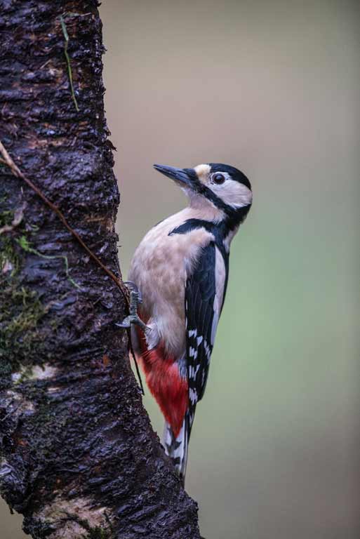 MDL-Great-Spotted-Woodpecker