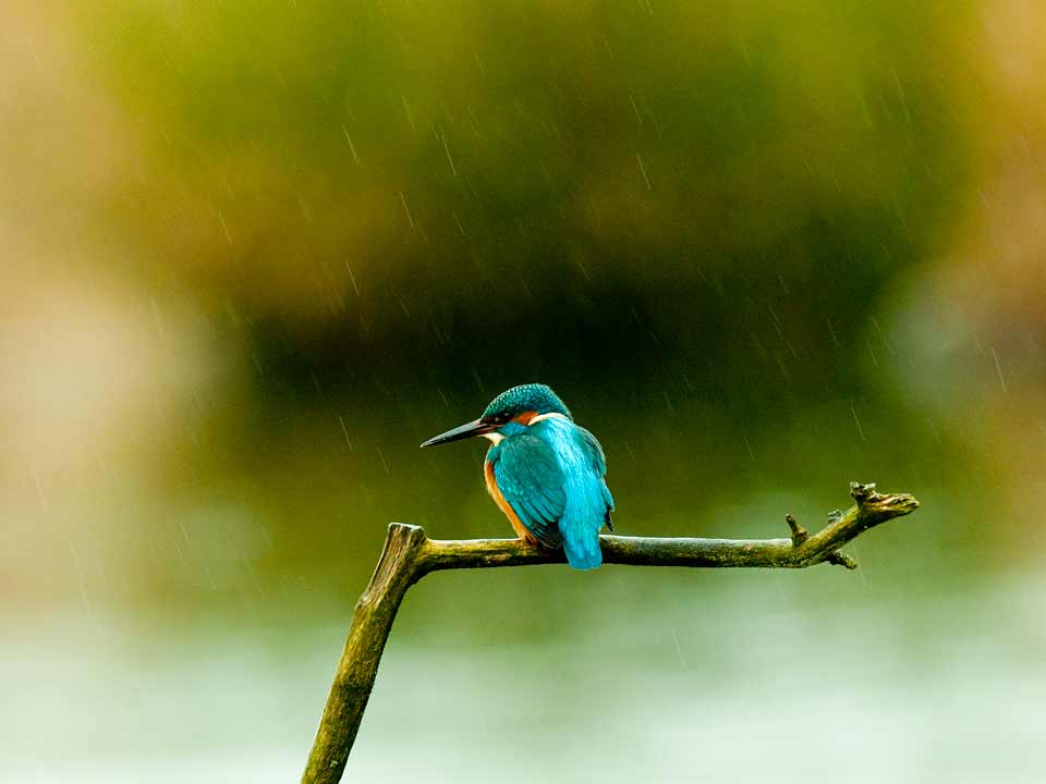 MDL-Kingfisher-in-Rain