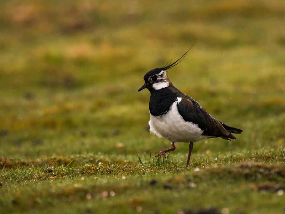MDL-Lapwing in the Rain