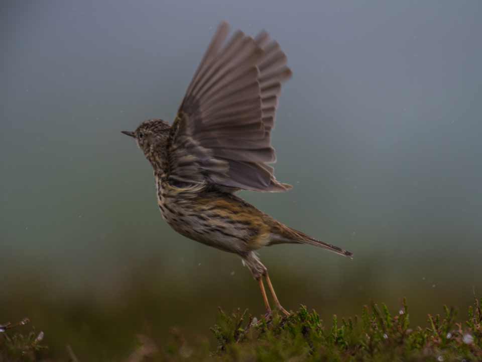 MDL-Meadow pipit Take-off