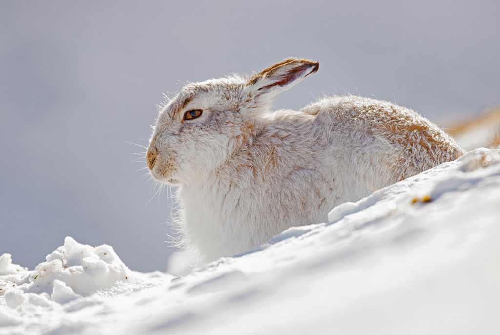 MDL-Mountain-Hare