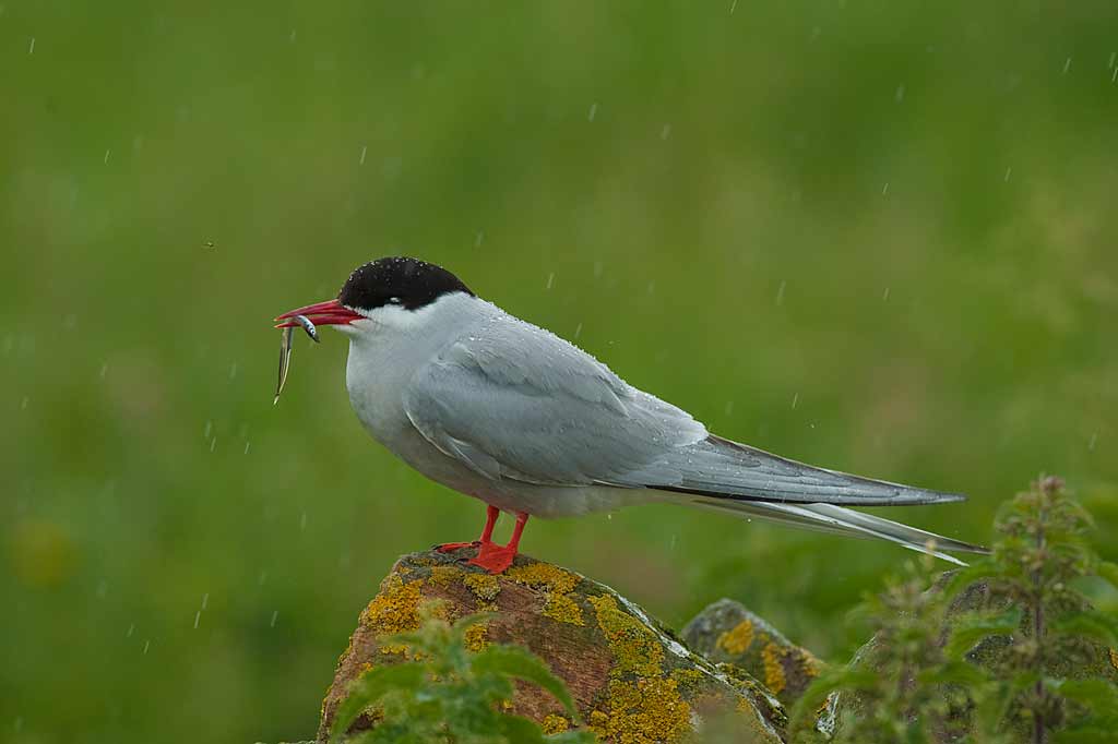 MDL-Tern-in-rain