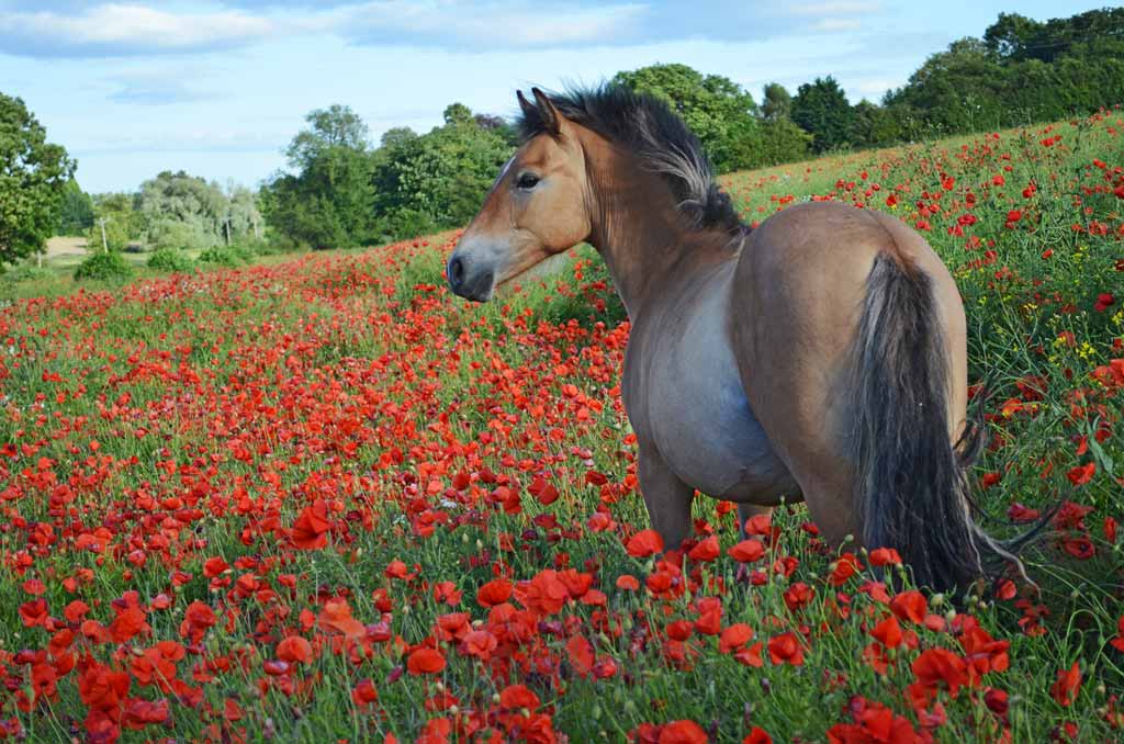 Stuart-Goldie-Poppy-Field-Pony