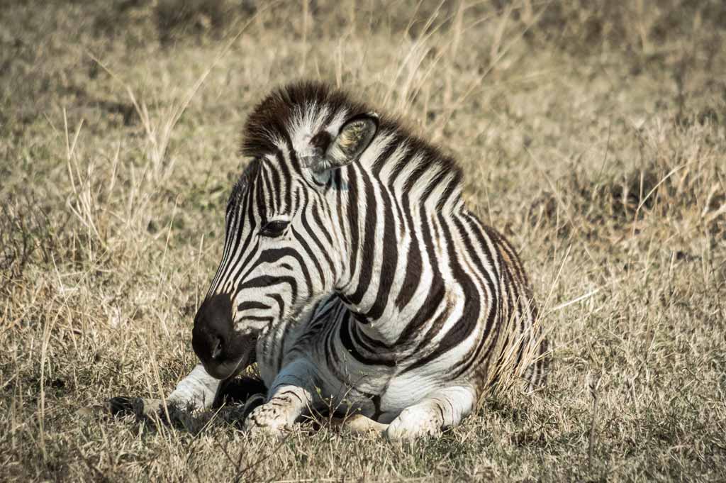 Young-Zebra by Sheila Coates