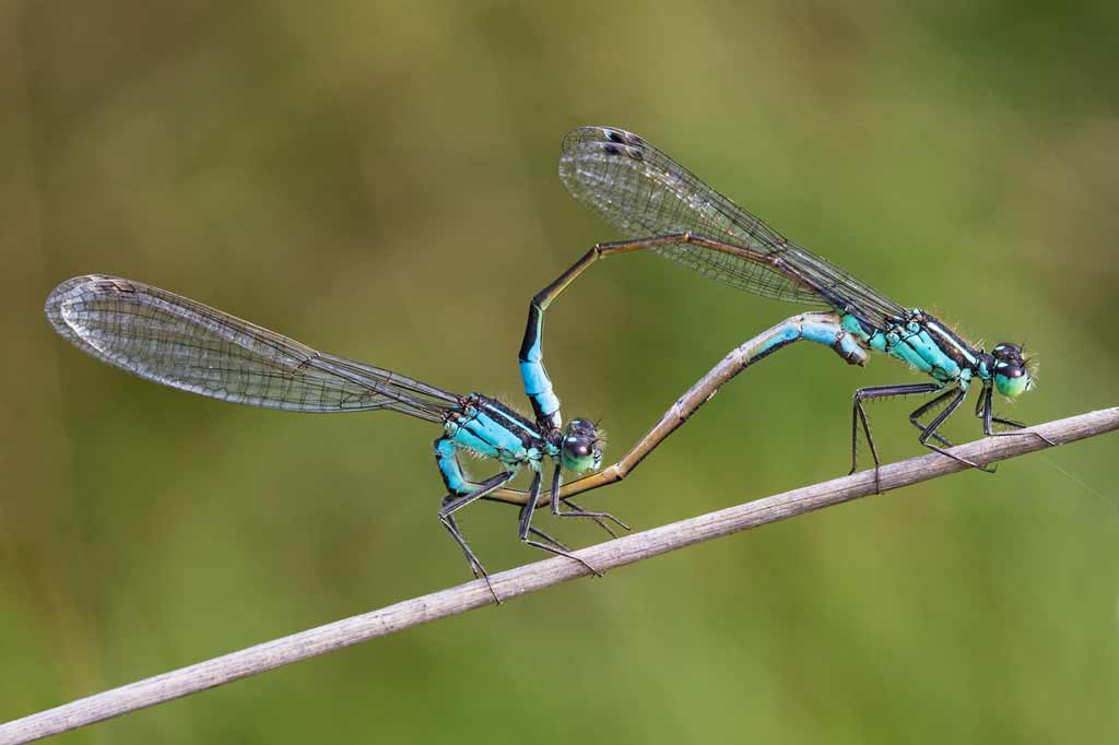 bob-crick-blue-tailed-damselflies-mating
