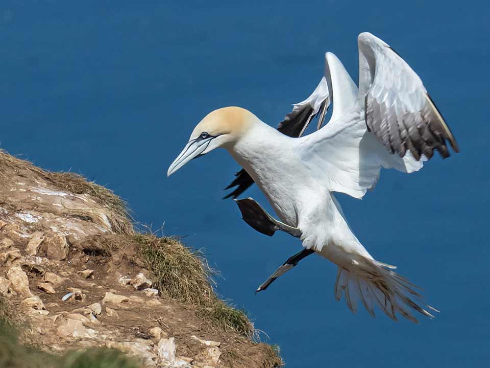 bob-crick-gannet-landing