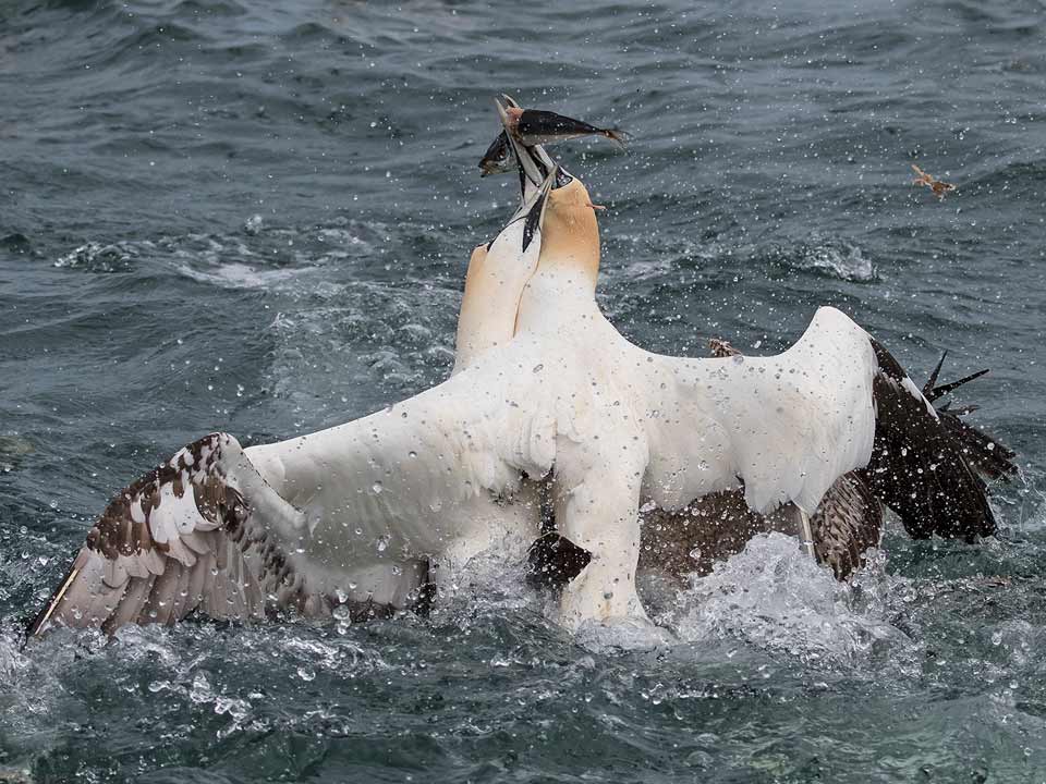hilary-crick-gannets-squabbling