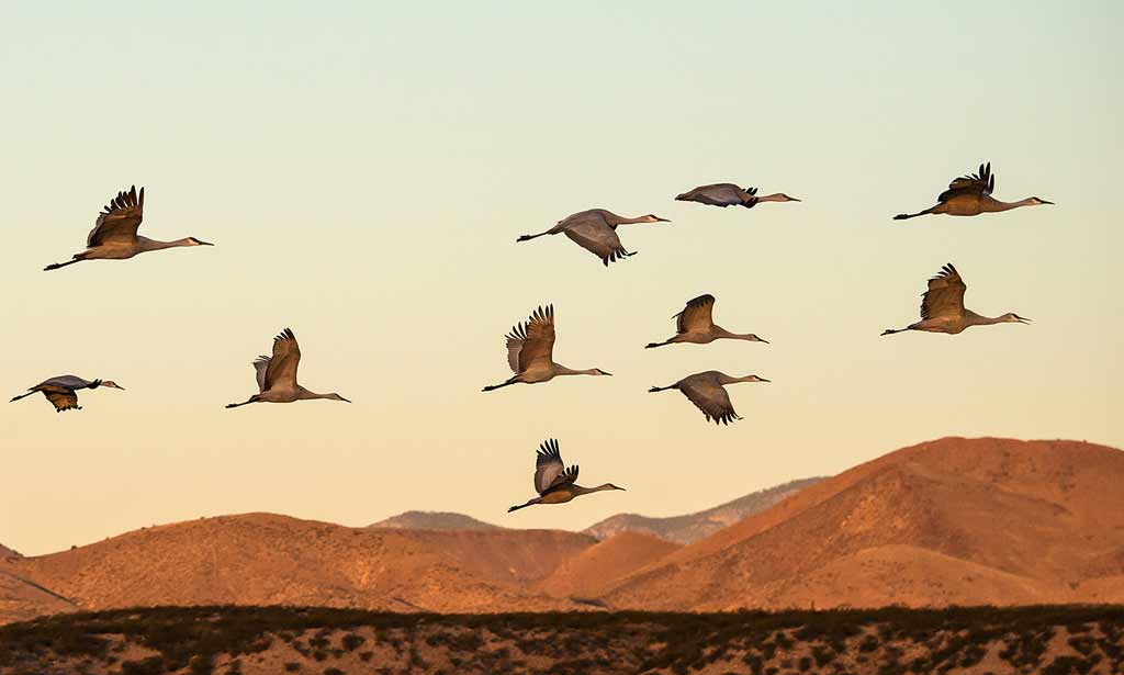 hilary-crick-sandhill-cranes-at-dawn