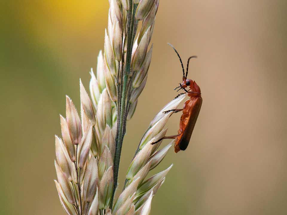 hilary-crick-soldier-beetle-on-grass