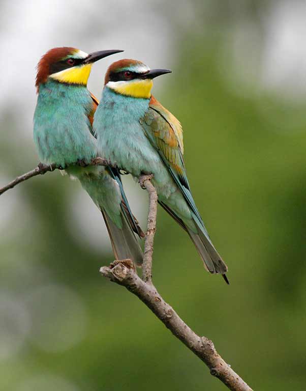 patricia-kearton-european-bee-eaters