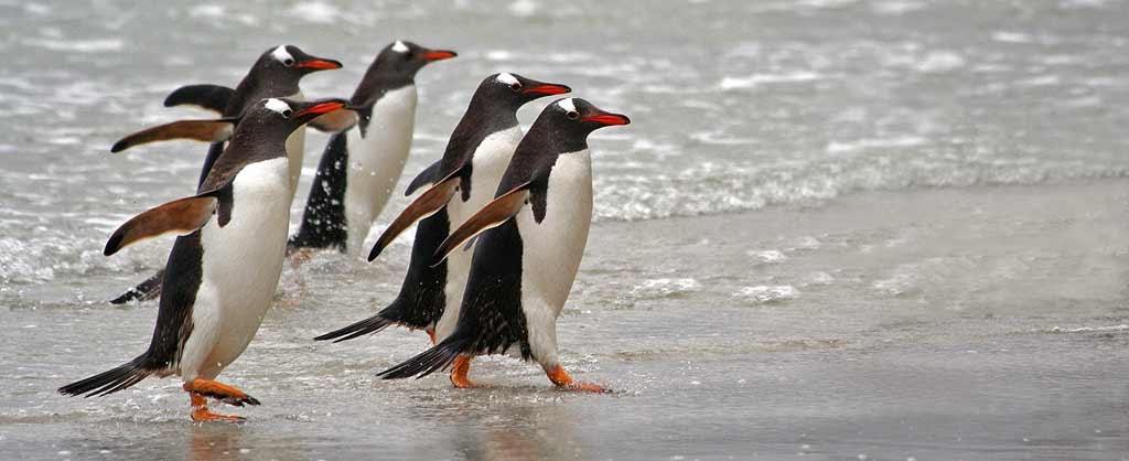 patricia-kearton-gentoo-penguins