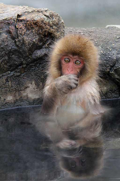 patricia-kearton-japanese-macaque-baby
