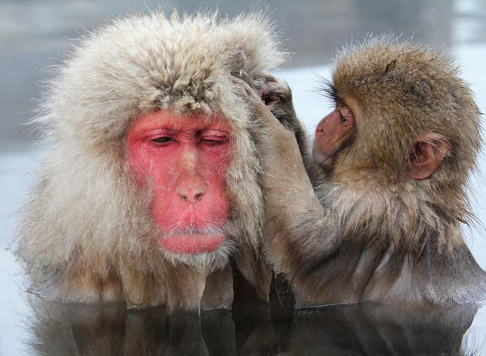 patricia-kearton-japanese-macaque-grooming