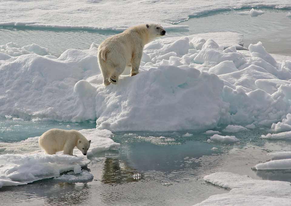 patricia-kearton-polar-bear-with-cub
