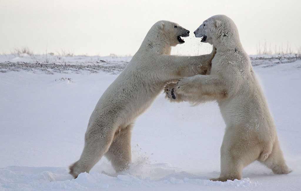patricia-kearton-polar-bears-dont-push-me