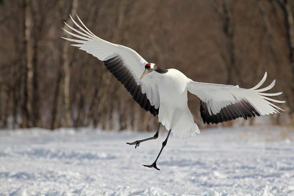 patricia-kearton-red-crowned-crane-dancing