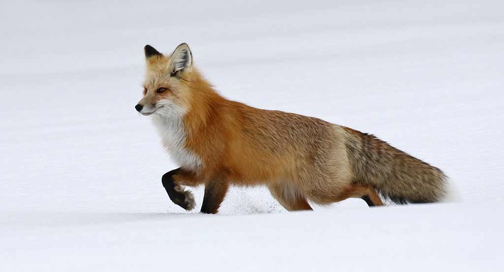 patricia-kearton-red-fox