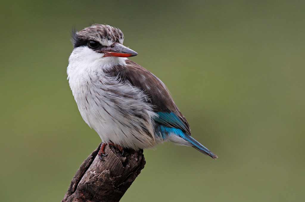 patricia-kearton-striped-kingfisher