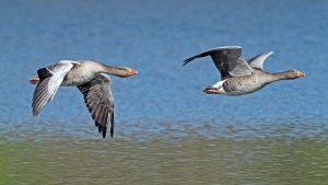Grelag Geese in flight by Paul Newey