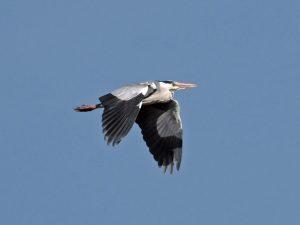 Heron in flight by Paul Newey