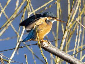 Kingfisher by Paul Newey