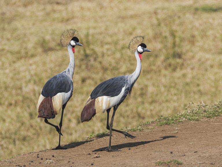 Dave Coates - Grey Crowned Cranes, in Step