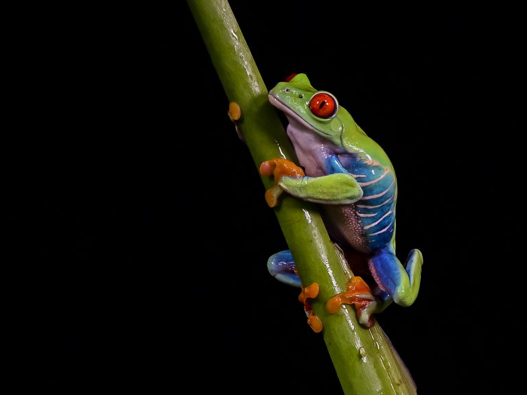 John Webster - Red Eyed Tree Frog
