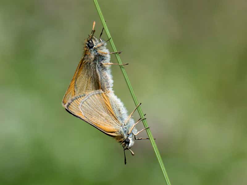 Small Skippers Paired by Hilary Crick