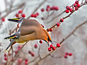 John Webster - Annual Exhibition 2023 Action Prints - 1st Place - Waxwing Feeding