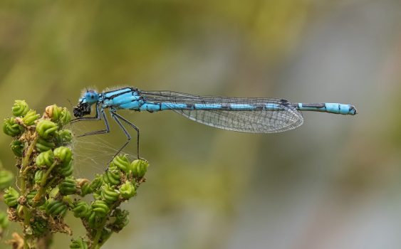Bob Crick - Common Blue Damselfly with Prey 2nd Place PDI - Summer Outings
