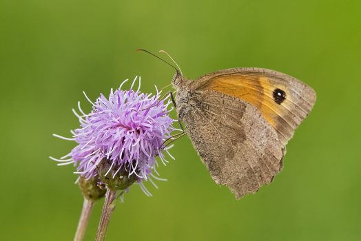 Bob Crick - Meadow Brown on Knapweed - 2nd Place PDI - Summer Outings