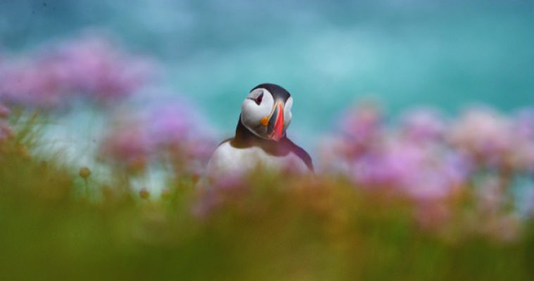 Cathy Earle - Annual Exhibition 2023 - Intermediate Prints - 1st Place - Wistful puffin
