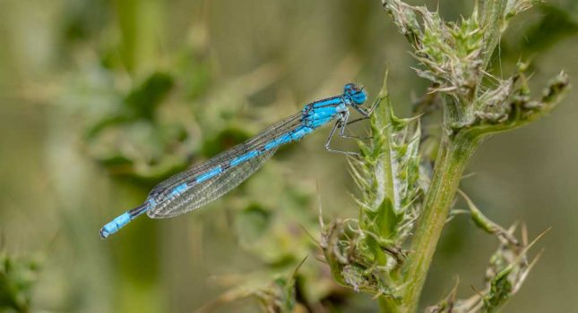 Dave Coates - Common Blue, Kiplin - 2nd Place PRINTS - Summer Outings