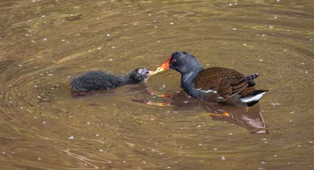 Dave Coates - Moorhen feeding chick - 2nd Place PRINTS - Summer Outings
