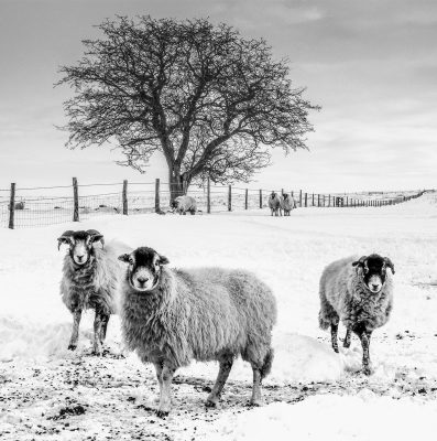 Dave Snowdon - Annual Exhibition PDI Monochrome - 3rd Place - Wintering Out