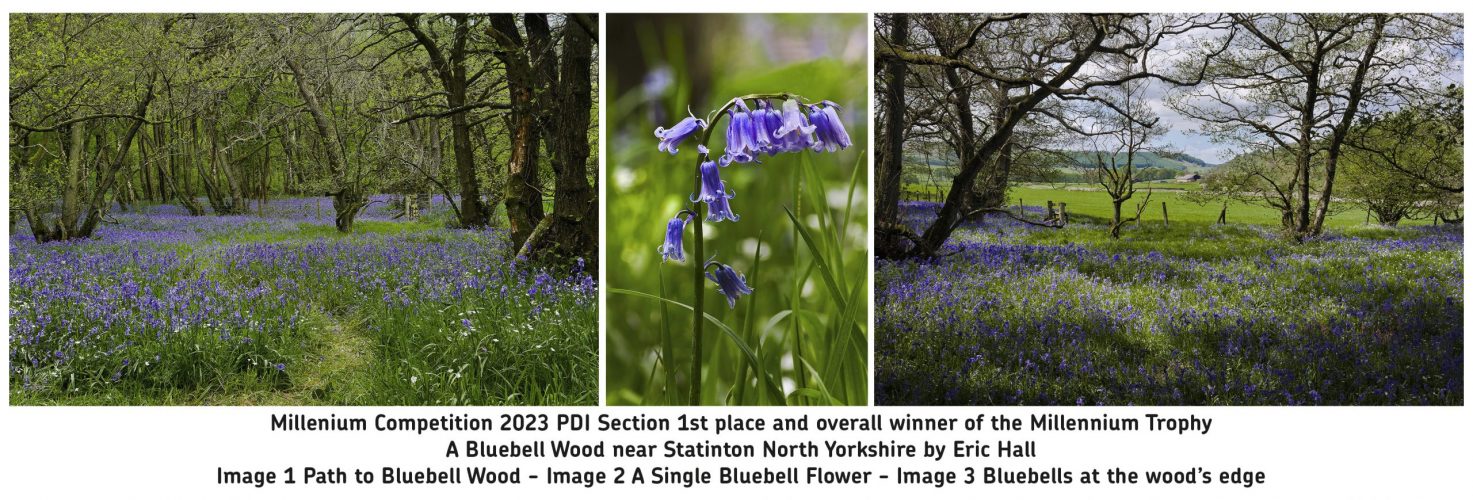 Eric Hall Winner of The Millennium Trophy/1st place PDI's - A Bluebell Wood near Stainton, North Yorkshire