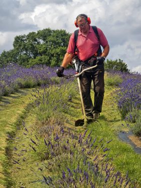 Eric Hall - People at Work - 2nd Place Prints - Strimmer Man at Yorkshire Lavender